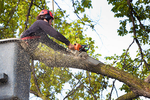 How Our Tree Care Process Works  in Waldo, FL